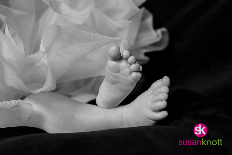 "Family Portrait Photographer, Albany, NY", "Family Portraits", "Newborn Photography", "five generation photos"