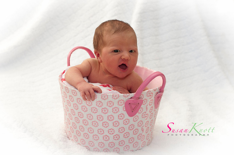 "Family Portrait Photography, Albany, NY", "Family Portrait Photographers", "Family Portraits", "Newborn Photography"